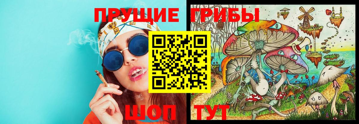 Псилоцибиновые грибы Psilocybe Волоколамск